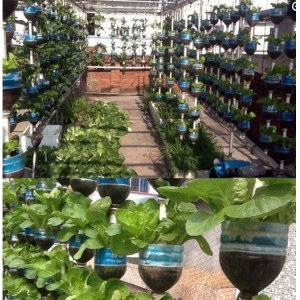 亚新体育下载用塑料瓶DIY盆栽蔬菜 一年四时吃不完 还送邻人